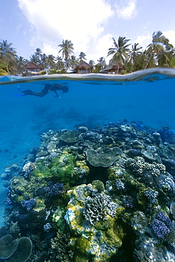 Split image of pristine coral reef, surveyor and  island, Rongelap, Marshall Islands, Micronesia, Pacific