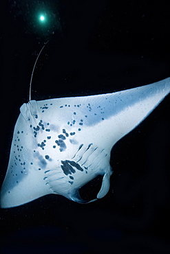 Manta ray (Manta birostris) feeding at night, Kailua-Kona, Big Island, Hawaii, United States of America, Pacific