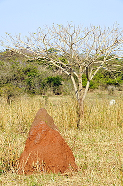 Termite mound, Pantanal, Miranda, Mato Grosso do Sul, Brazil, South America