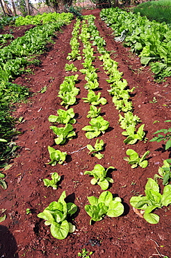 Fresh lettuce grown at Rio da Prata's farm, Bonito, Mato Grosso do Sul, Brazil, South America