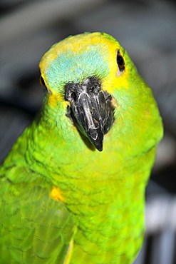 Blue-fronted Amazon (Amazona aestiva), Pantanal, Miranda, Mato Grosso do Sul, Brazil, South America