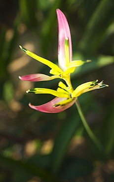 Macro shot, wild flower, Khao Sok National Park.   Surat Thani, Thailand, South-East Asia, Asia