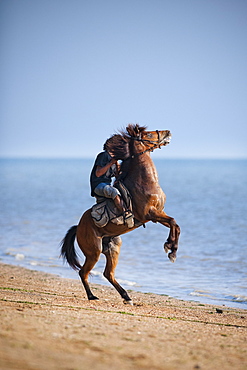 Horse riding along beach, horse rearing, Ao Nam Mao.  Ao Nang, Krabi, Thailand, Asia