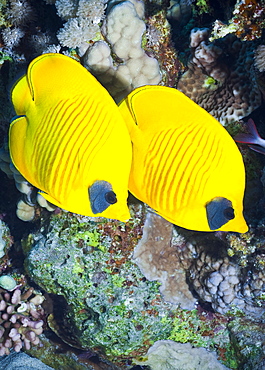 Masked Butterflyfish (Chaetodon Semilarvatus) Under water , diving, Hurghada, Red Sea, Egypt, Africa.