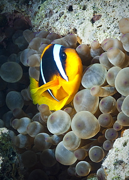 Red Sea Anemonefish (Amphiprion Bicinctus) Under water , diving, Hurghada, Red Sea, Egypt, Africa.