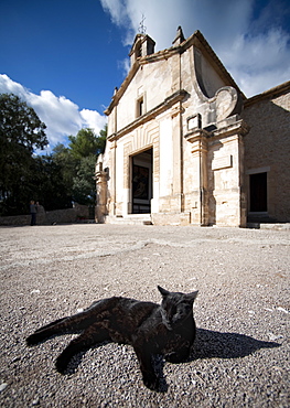 Cat relaxing in the sun by the chapel Calvari. Pollenca, Tramuntana, Mallorca, Spain, Europe