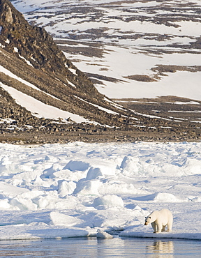 Polar Bear (Ursus maritimus). Longyearbyen, Svalbard, Norway