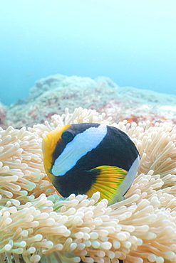 Clark's Anemonefish (Amphiprion clarkii,) Southern Thailand, Andaman Sea, Indian Ocean, Asia