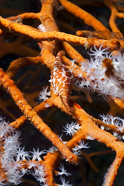 Allied cowry (Phenacovolva gracilis), Southern Thailand, Andaman Sea, Indian Ocean, Asia