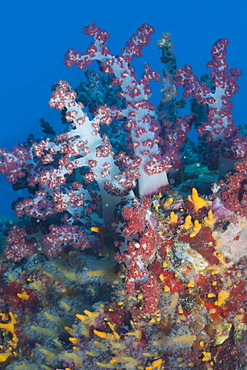 Scleronephthya, soft coral, Southern Thailand, Andaman Sea, Indian Ocean, Southeast Asia, Asia