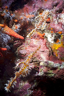 Harlequin ghost pipefish (Solenostomus paradoxus), Southern Thailand, Andaman Sea, Indian Ocean, Southeast Asia, Asia