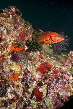 Coral hind (cephalopholis), Southern Thailand, Andaman Sea, Indian Ocean, Southeast Asia, Asia