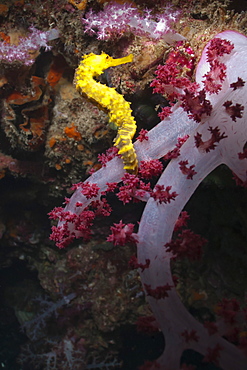 Thorny seahorse (Hippocampus hystrix), Southern Thailand, Andaman Sea, Indian Ocean, Southeast Asia, Asia