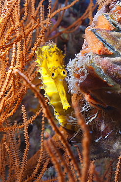 Thorny seahorse (Hippocampus hystrix), Southern Thailand, Andaman Sea, Indian Ocean, Southeast Asia, Asia