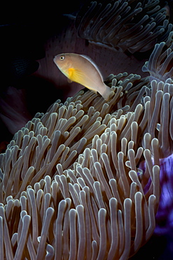 Anemonefish (Amphiprion ocellaris) and sea anemone, Southern Thailand, Andaman Sea, Indian Ocean, Southeast Asia, Asia