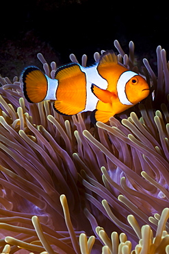 Western clown anemonefish (Amphiprion ocellaris) and sea anemone (Heteractis magnifica), Southern Thailand, Andaman Sea, Indian Ocean, Southeast Asia, Asia