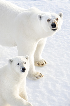 Polar Bear (Ursus maritimus). Longyearbyen, Svalbard, Norway