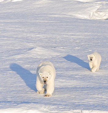 Two Polar Bears (Ursus maritimus). Longyearbyen, Svalbard, Norway