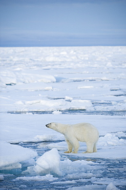 Polar Bear (Ursus maritimus). Longyearbyen, Svalbard, Norway