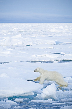 Polar Bear (Ursus maritimus). Longyearbyen, Svalbard, Norway