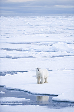 Polar Bear (Ursus maritimus). Longyearbyen, Svalbard, Norway