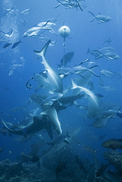 Shark feeding frenzy, shark feed, . Cains, Queensland, Australia