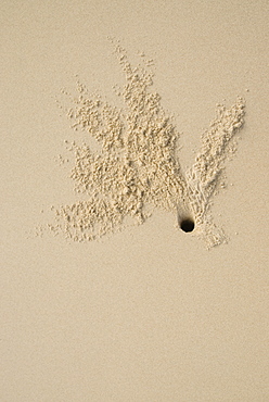 Creature's hole in the sand. South West Rocks, NSW, Australia