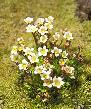 Arctic Flora. Svalbard, Norway