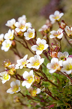 Arctic Flora. Svalbard, Norway