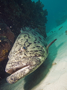 Potato cod (Epinephelus tukula). Cains, Queensland, Australia