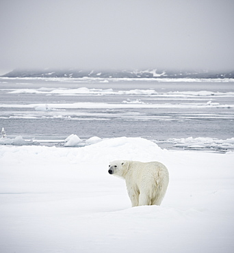 Polar Bear. Longyearbyen,  Nordaustlandet, South Severn Is, Svalbard, Norway