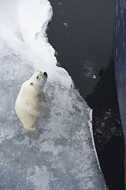 Polar Bear. Longyearbyen,  Nordaustlandet, South Severn Is, Svalbard, Norway