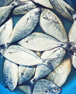 Local Markets, 03/04/2009, Bream ,Fish. Praia, Assomada Village, Sao Tiago Island. Cape Verde