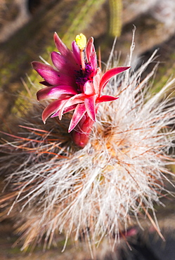 Jardin de Cactus (Cactus Garden) created by CÃ©sar Manrique. Arrecife, Jardin De Cactus, Cactus Garden, Lanzarote. Canary Islands