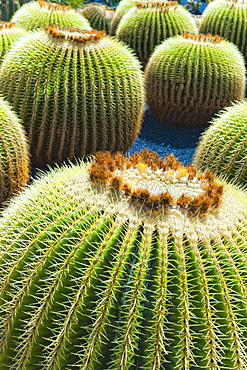 Cactus, Plant, Spines. Arrecife, Jardin De Cactus, Cactus Garden, Lanzarote. Canary Islands