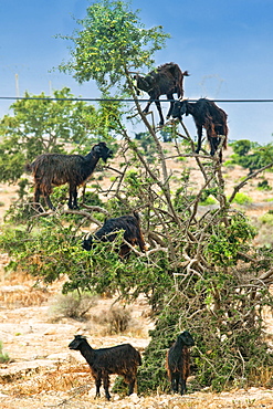 Tree Goats. Agadir, Countryside, Agadir. Morocco