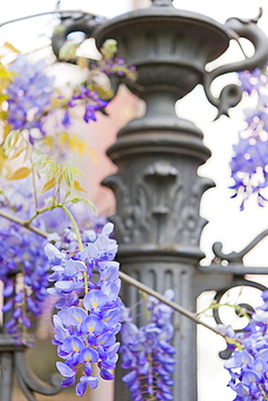 Plaza Del Ayuntamiento. Santa Cruz, La Orotava (world heritage site), Tenerife Island. Canary Islands