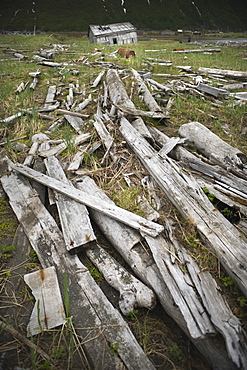 Abandoned Herring fishing settlement, tsunami damage, building debris, Yuzhnaya Glybokaya Bay (Bering Sea) Russia, Asia