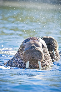 Wild Males Walrus (Odobenus rosmarus), Endangered, Haul out, colony, Bogoslov Island (Bering Sea) Russia, Asia