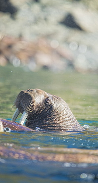 Wild Males Walrus (Odobenus rosmarus), Endangered, Haul out, colony, Bogoslov Island (Bering Sea) Russia, Asia