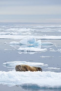 Walrus (Odobenus rosmarus). Longyearbyen, Far Northern Ice Sheets, Svalbard, Norway