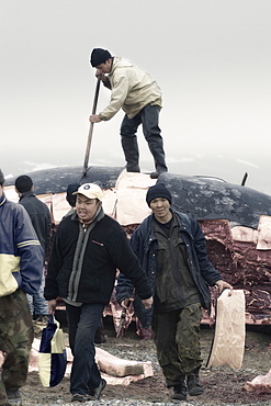 Inuit Settlement with locals and whale hunters, cutting large slabs of whale meat from a freshly caught Grey whale, Lorino Village (Chukotskiy Peninsular) Russia, Asia.