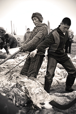 Inuit Settlement with locals cutting large slabs of whale meat from a freshly caught Grey whale, Lorino Village (Chukotskiy Peninsular) Russia, Asia.