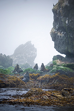 Wild Large Male Northern fur seals ( Callorhinus ursinus ) endangered, colony, rookery, haul out, raft, above water. Bering Islands (Bering Sea) Russia, Asia. 