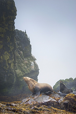 Wild Adult Male and Female, Steller sea lions (Eumetopias jubatus), endangered, colony, rookery, haul out, raft, above water. Bering Islands (Bering Sea) Russia, Asia.  MORE INFO: This sea lion in the largest member of the eared seals.