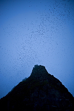 Swarm, Hundreds of thousands of Whiskerd Auklets (Aethia pygmaea), returning from feeding in eavening. Yankicha Island, (Bering Sea), Russia, Asia