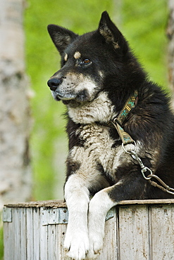 Captive Male Siberian Huskies at the Siberian K9 Kennel and Lodge, Petropavlovsk (Kamchatka) Russia, Asia.  MORE INFO: Dogs used for sled pulling and races.