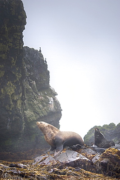 Wild Adult Male and Female, Steller sea lions (Eumetopias jubatus), endangered, colony, rookery, haul out, raft, above water. Bering Islands (Bering Sea) Russia, Asia.  MORE INFO: This sea lion in the largest member of the eared seals.