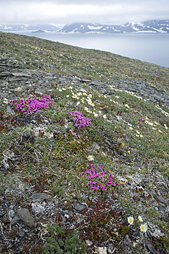 Whalebone Alley grand vista, high altitude flora, Itygran Island (Bering Sea) Russia, Asia.  MORE INFO: Whale Bone Alley was discovered by Soviet archaeologists in 1976, but has remained untouched since and little is known of this place. There is a long double line of bowhead whale bones -- jaws and ribs -- running parallel along the shore for hundreds of yards. Many of the bones, especially the enormous jaw bones, are still standing, propped up by lichen-covered rocks. The location is thought to have been used in about 1300 as a ceremonial site, for a men's secret society or feasting site.