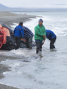 Inuit Settlement with locals cutting large slabs of whale meat from a freshly caught Grey whale, Lorino Village (Chukotskiy Peninsular) Russia, Asia.